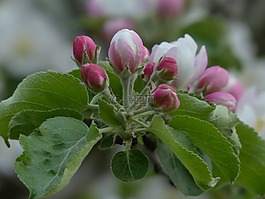 苹果花,苹果树,开花
