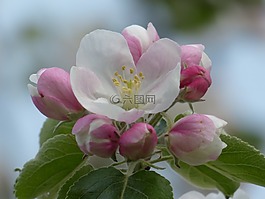 苹果花,苹果树,开花