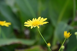 花,黃色的花,花瓣