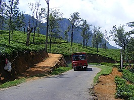 路,樹(shù),旅行