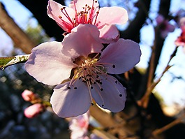 花,春,杏