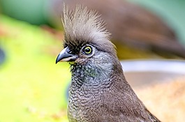 鳥嘴,美,鳥