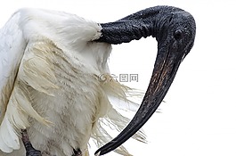 非洲,動物,鳥嘴