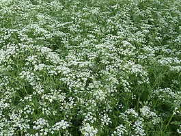 牛香菜,開花,白