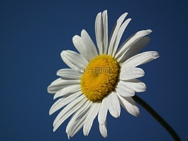 花卉,黛西,白