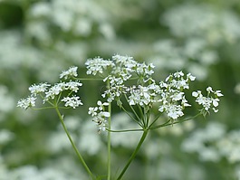 牛香菜,開花,白