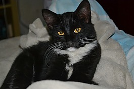 gato,貓,黑貓