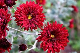 花,自然,植物區(qū)系