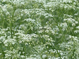 牛香菜,開花,白