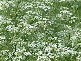 牛香菜,開花,白