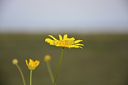 黃色的花,瑪格麗特,花瓣