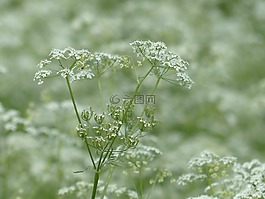 牛香菜,開花,白