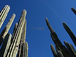 仙人掌,沙漠,亞利桑那州