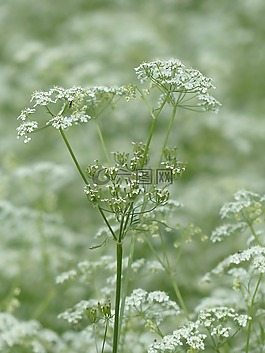 牛香菜,開花,白