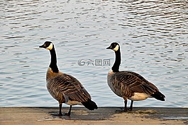 雁,兩個,性質(zhì)