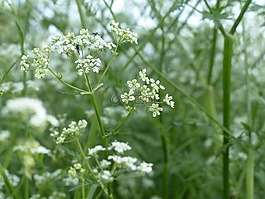 牛香菜,開花,白