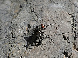 botfly,飛vironera,初秋季節(jié)嗜尸蠅carnaria