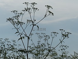 牛香菜,開花,背光