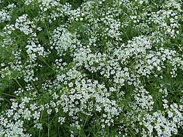 牛香菜,開花,白