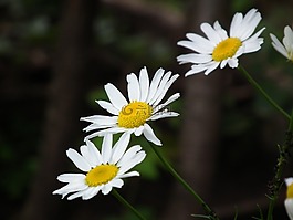 鮮花,花卉,洋甘菊