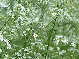 牛香菜,開花,白