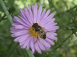 花卉,蜜蜂,昆蟲