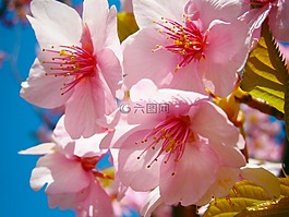 櫻花,cherryblossom,日本