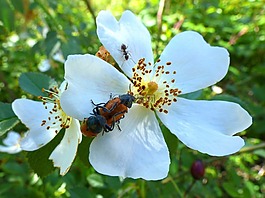 斑蝥 quadripunctata,瓢虫,甲壳虫 meloideo