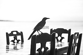 鳥,陰影,黑鳥