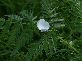 花瓣,蘋果花,白
