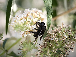 蜜蜂,xylocopa織培養的組織培養,蜂蜜