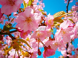 櫻花,cherryblossom,日本