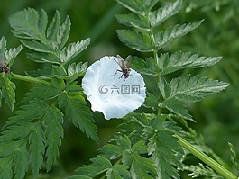 花瓣,飛,昆蟲(chóng)