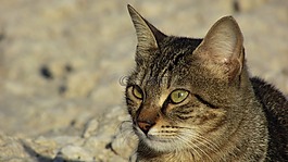 貓,迷路,動物