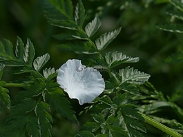 花瓣,蘋果花,白