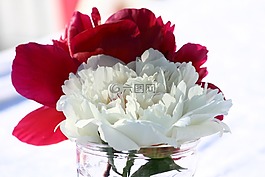 牡丹,花,开花