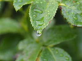 一滴水,水,滴