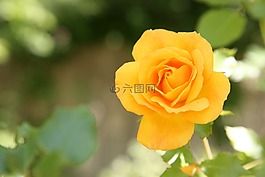玫瑰,鮮花,春天