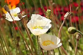 罂粟,鲜花,春天