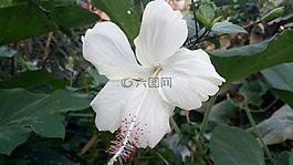 自然,花,植物區(qū)系