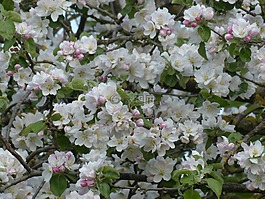 蘋果花,蘋果樹,開花