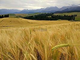 小麥,山,烏云