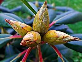 花,芽,春