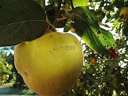 蘋果,桲,木瓜