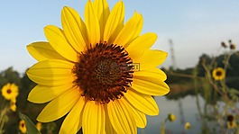 向日葵,花,自然