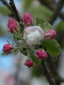 苹果花,苹果树,开花