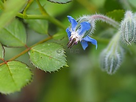 花,花藍(lán)色,關(guān)閉