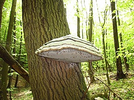 森林,baumschwamm,大