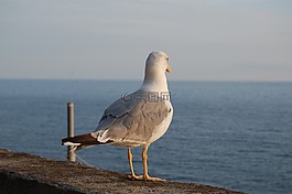 海,水域,海灘