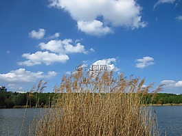 蘆葦,池塘,云